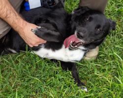 Shelter Stray Female Dog last seen Near BLOCK MARYVIEW DR, 3528 Newburg Rd, Louisville, KY 40218, USA