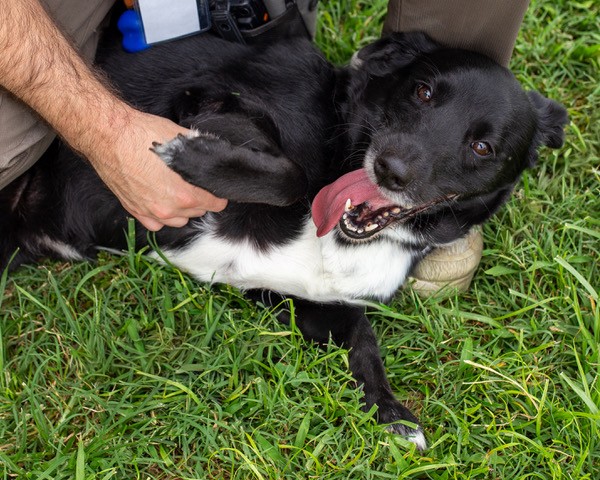 Shelter Stray Female Dog last seen Near BLOCK MARYVIEW DR, 3528 Newburg Rd, Louisville, KY 40218, USA