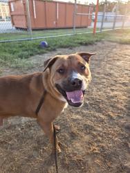 Shelter Stray Male Dog last seen 1ST STREET EAST CHESTNUT, 3528 Newburg Rd, Louisville, KY 40218, USA