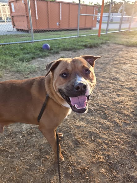 Shelter Stray Male Dog last seen 1ST STREET EAST CHESTNUT, 3528 Newburg Rd, Louisville, KY 40218, USA