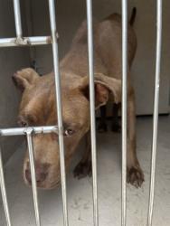 Shelter Stray Female Dog last seen Near BLK WILSON, 3528 Newburg Rd, Louisville, KY 40218, USA