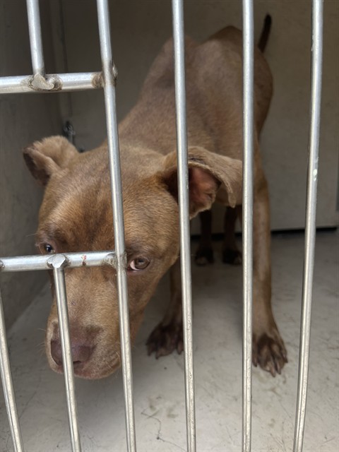 Shelter Stray Female Dog last seen Near BLK WILSON, 3528 Newburg Rd, Louisville, KY 40218, USA