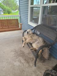 Lost Male Dog last seen Stewartville, Rochester, MN 55904