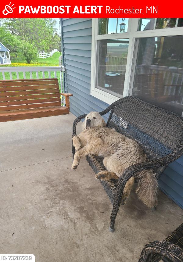 Lost Male Dog last seen Stewartville, Rochester, MN 55904