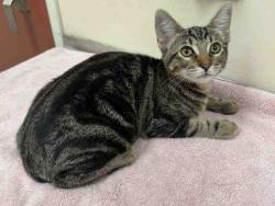 Shelter Stray Female Cat last seen , 2481 Palomar Airport Rd, Carlsbad, CA 92011, USA