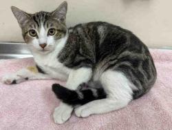 Shelter Stray Female Cat last seen , 2481 Palomar Airport Rd, Carlsbad, CA 92011, USA