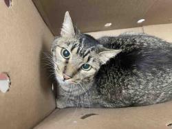Shelter Stray Female Cat last seen HOBBIT LN, 2481 Palomar Airport Rd, Carlsbad, CA 92011, USA