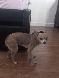 Reunited Male Dog last seen Hubbard, East Los Angeles, CA 90022