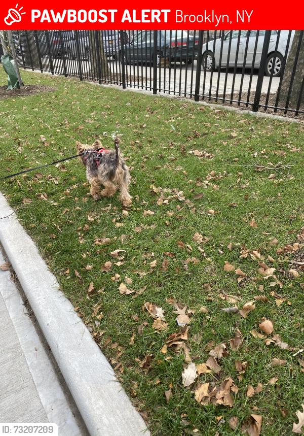 Lost Male Dog last seen Brownsville area near Betsy head park, Brooklyn, NY 11212