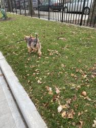 Lost Male Dog last seen Brownsville area near Betsy head park, Brooklyn, NY 11212