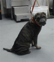 Shelter Stray Female Dog last seen Near BLOCK VIRGIN ST, FORT LIBERTY NC 28308, 4704 Corporation Dr, Fayetteville, NC 28306, USA