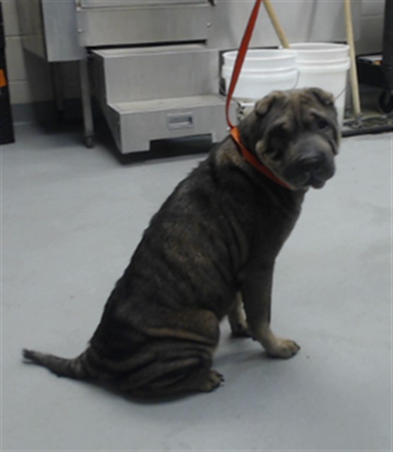 Shelter Stray Female Dog last seen Near BLOCK VIRGIN ST, FORT LIBERTY NC 28308, 4704 Corporation Dr, Fayetteville, NC 28306, USA