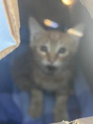 Shelter Stray Male Cat last seen KENTWAL DR & AMBLEBROOK WAY, 2127 Front St, Sacramento, CA 95818, USA