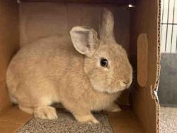 Shelter Stray Male Rabbit last seen , 5821 Sweetwater Rd, Bonita, CA 91902, USA