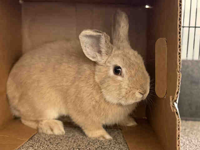 Shelter Stray Male Rabbit last seen , 5821 Sweetwater Rd, Bonita, CA 91902, USA