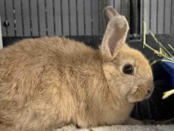 Shelter Stray Female Rabbit last seen , 5821 Sweetwater Rd, Bonita, CA 91902, USA