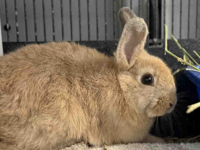 Shelter Stray Female Rabbit last seen , 5821 Sweetwater Rd, Bonita, CA 91902, USA