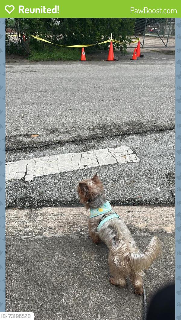 Reunited Male Dog last seen Boyles and Brownsville, Houston, TX 77020