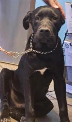 Shelter Stray Male Dog last seen RIATA LN BAKERSFIELD, 201 S Mt Vernon Ave, Bakersfield, CA 93307, USA