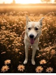 Shelter Stray Female Dog last seen , 3201 Lacy St, Los Angeles, CA 90031, USA