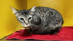 Shelter Stray Female Cat last seen , 3201 Lacy St, Los Angeles, CA 90031, USA
