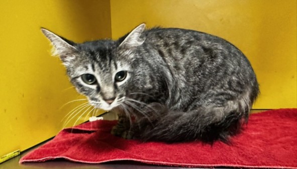 Shelter Stray Female Cat last seen , 3201 Lacy St, Los Angeles, CA 90031, USA