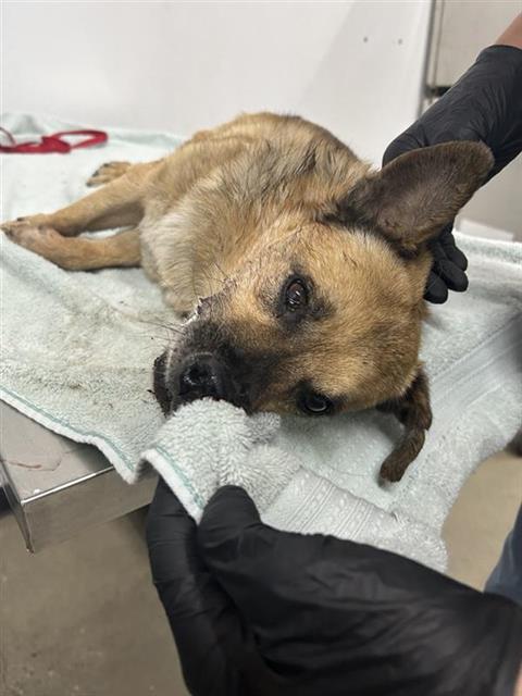 Shelter Stray Male Dog last seen Near BLOCK W ASHLAN AVE, FRESNO CA 93722 4307, 5277 E Airways Blvd, Fresno, CA 93727, USA