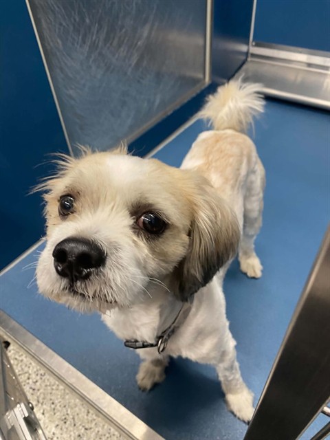 Shelter Stray Male Dog last seen Near BLOCK BURT RD, DETROIT MI 48219, 7401 Chrysler Dr, Detroit, MI 48211, USA