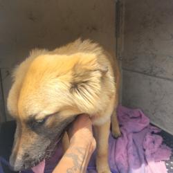 Shelter Stray Female Dog last seen Near BLOCK PHILIP ST, DETROIT, MI 48224, 7401 Chrysler Dr, Detroit, MI 48211, USA