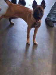 Shelter Stray Female Dog last seen , 1850 W 60th St, Los Angeles, CA 90047, USA