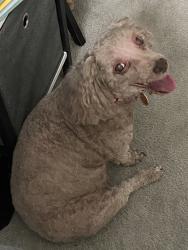 Reunited Female Dog last seen Near Stewarton Ct, Baltimore, MD 21236, USA, Baltimore, MD 21236