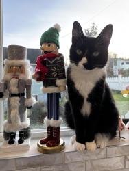Reunited Male Cat last seen 18th Ave and holgate, Seattle, WA 98144