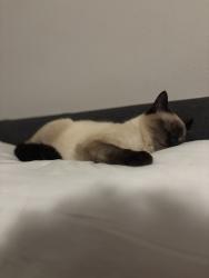 Reunited Male Cat last seen Near Olive Springs RD, Marietta, GA 30060