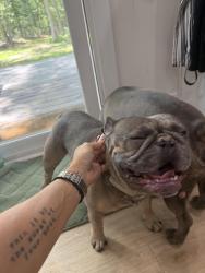 Reunited Male Dog last seen Buck Road, Monroeville Road, Three Bridge Road, Franklin, NJ 08343