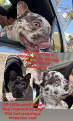 Reunited Male Dog last seen Near E 61st St, Los Angeles, CA 90001, USA, Los Angeles, CA 90001