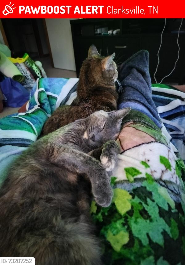 Lost Female Cat last seen Near Needmore, Clarksville, TN 37040