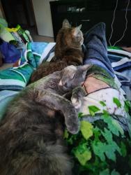 Lost Female Cat last seen Near Needmore, Clarksville, TN 37040
