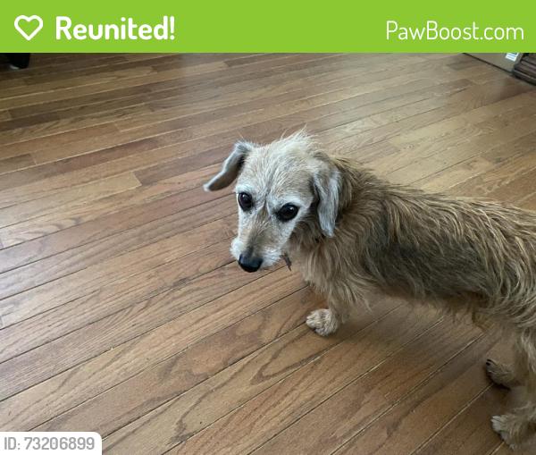 Reunited Male Dog last seen Near Summerglen Drive, Asheville, NC 28806