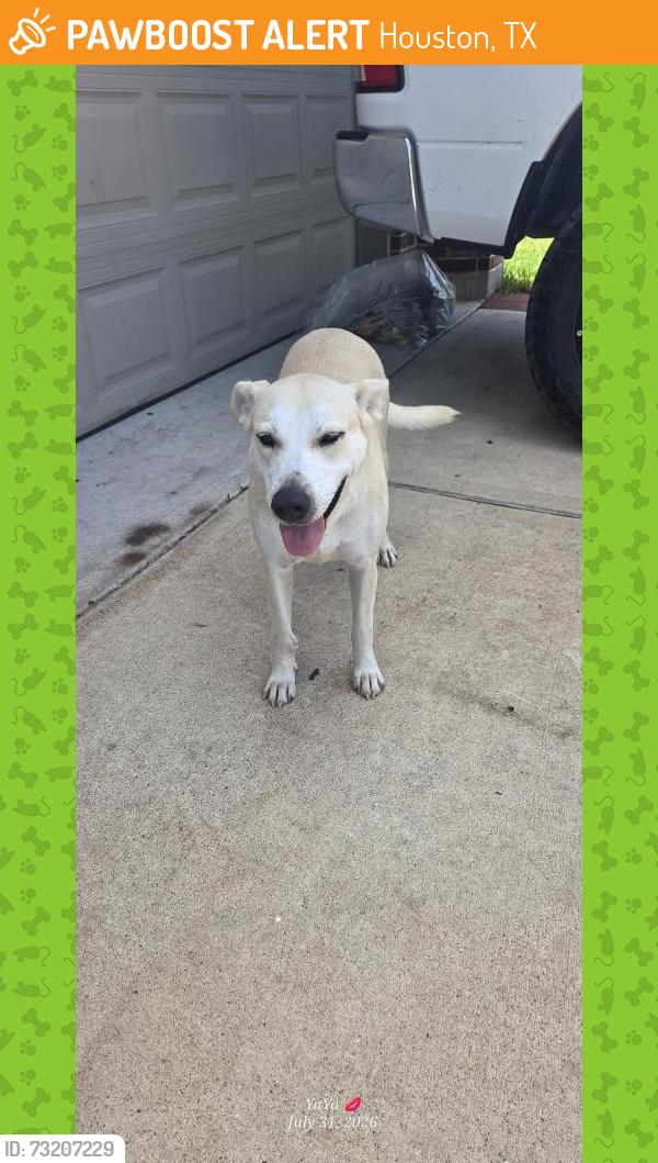 Found/Stray Female Dog last seen Mariposa lane, Houston, TX 77044
