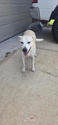 Found/Stray Female Dog last seen Mariposa lane, Houston, TX 77044