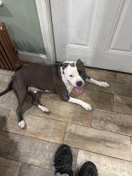 Found/Stray Male Dog last seen Near Dalton St, Boston, MA 02199