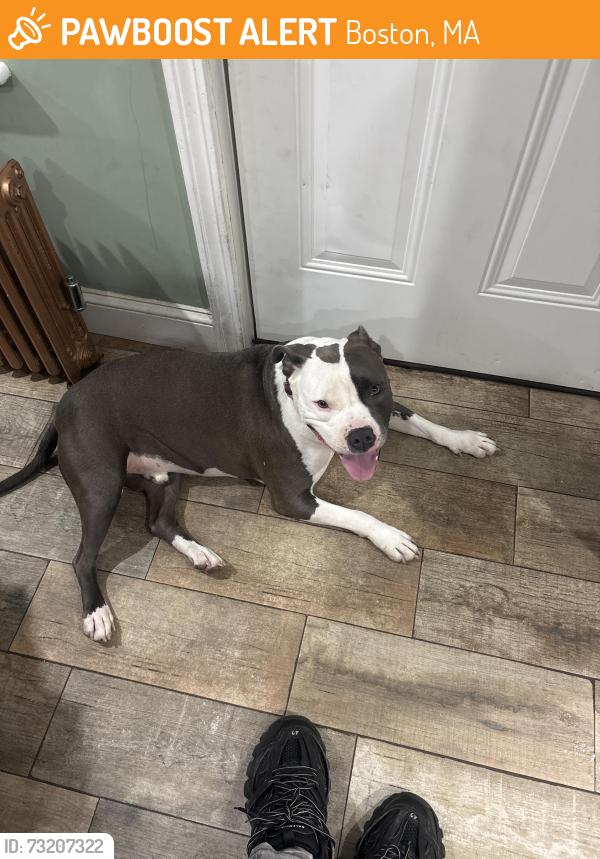 Found/Stray Male Dog last seen Near Dalton St, Boston, MA 02199