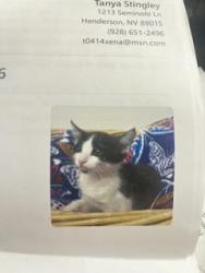 Reunited Female Cat last seen seminole /inca, Henderson, NV 89015