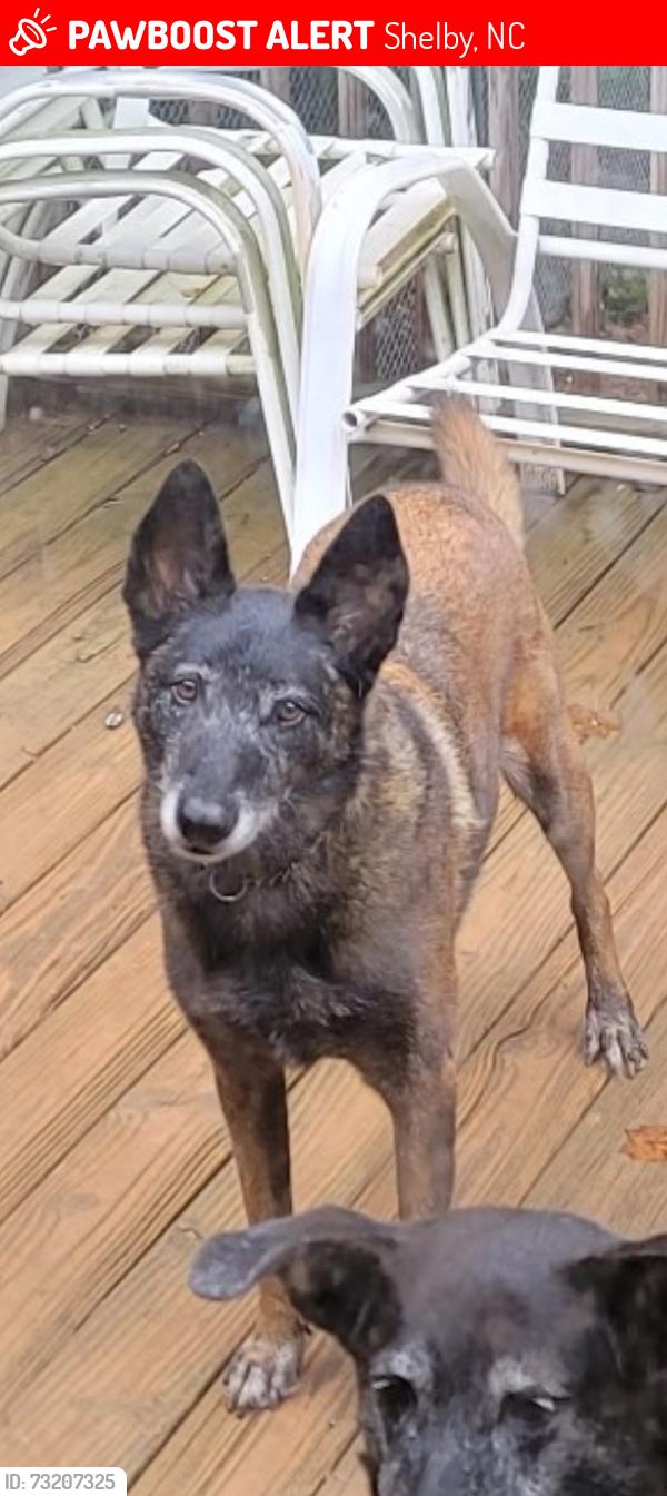 Lost Female Dog last seen Near steps leading to ricer, Shelby, NC 28152