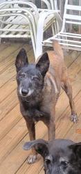 Lost Female Dog last seen Near steps leading to ricer, Shelby, NC 28152