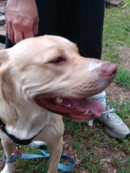 Reunited Male Dog last seen Chestnut St off of Marion and Graham, Shelby, NC 28150