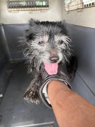 Reunited Female Dog last seen port saint lucie, Port St. Lucie, FL 34986