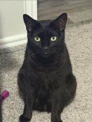 Reunited Male Cat last seen Near E Corporate Dr, Lewisville, TX 75067, USA, Lewisville, TX 75067