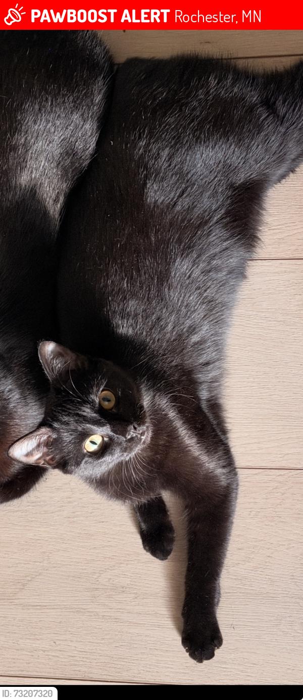 Lost Female Cat last seen El gallo mexicano store, Rochester, MN 55904