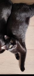 Lost Female Cat last seen El gallo mexicano store, Rochester, MN 55904